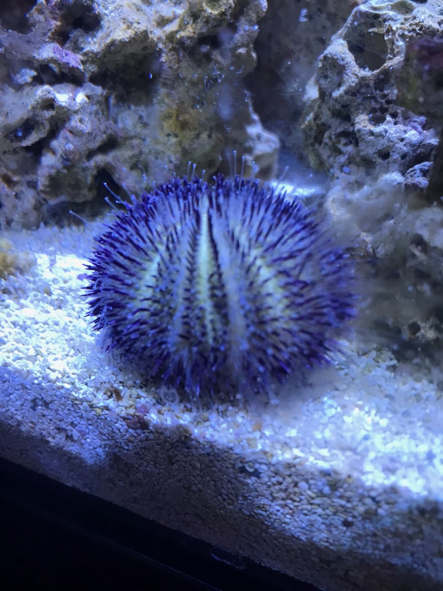 pincushion urchin].jpg