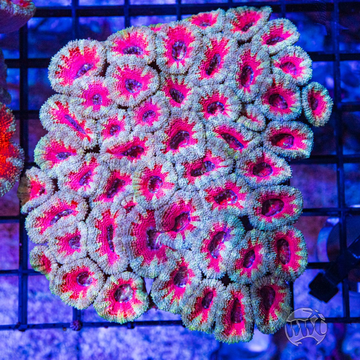 Pink Acan colony.jpg