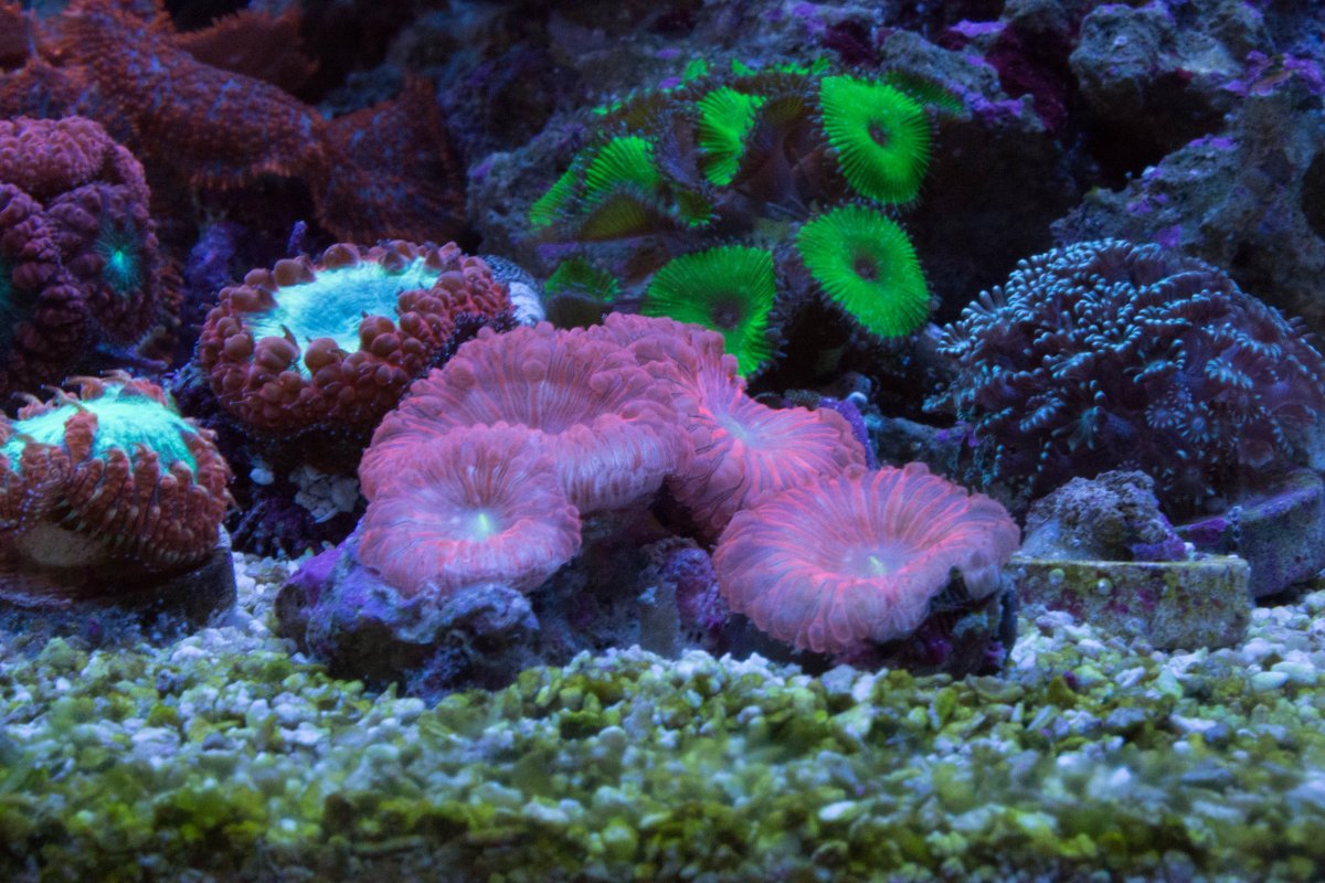 Pink Blasto.jpg