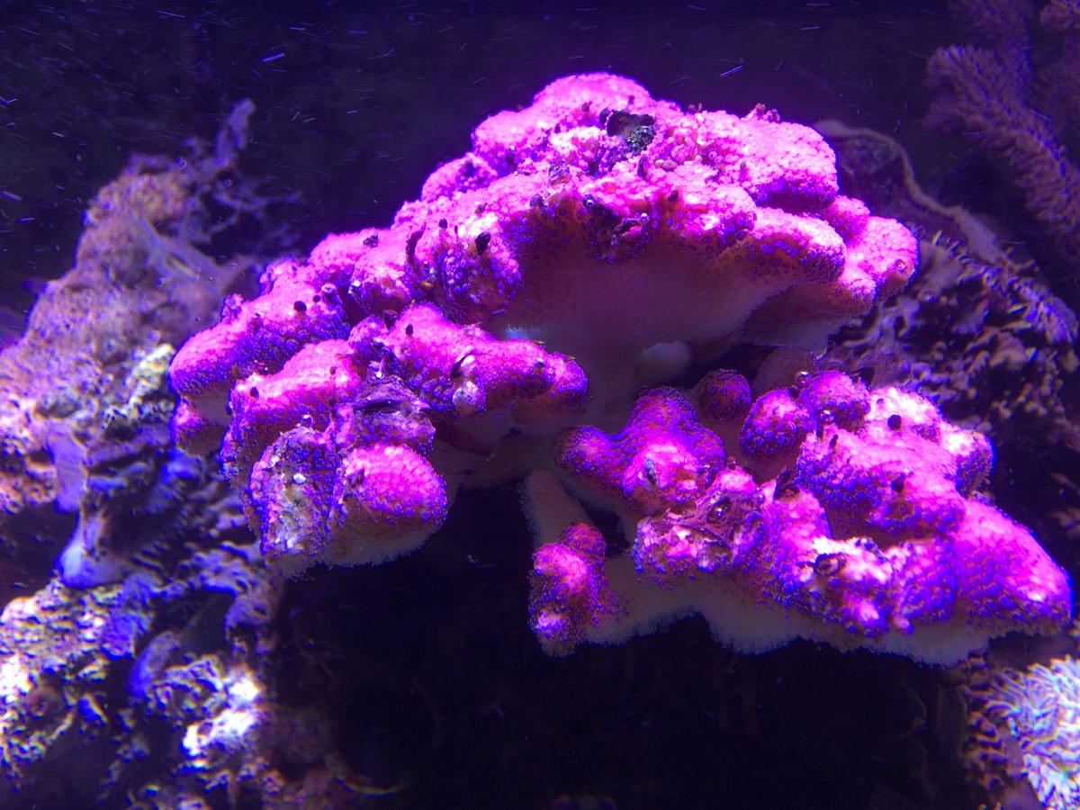 Pink coral.JPG