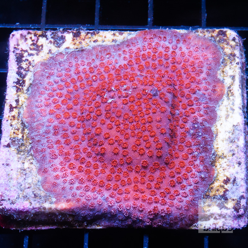 pink cyphastrea colony 89 62.jpg