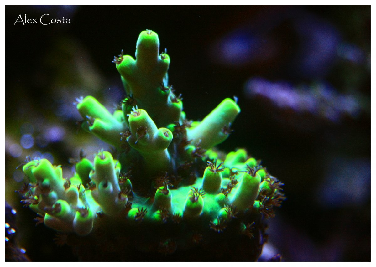 pink-floyd4.jpg