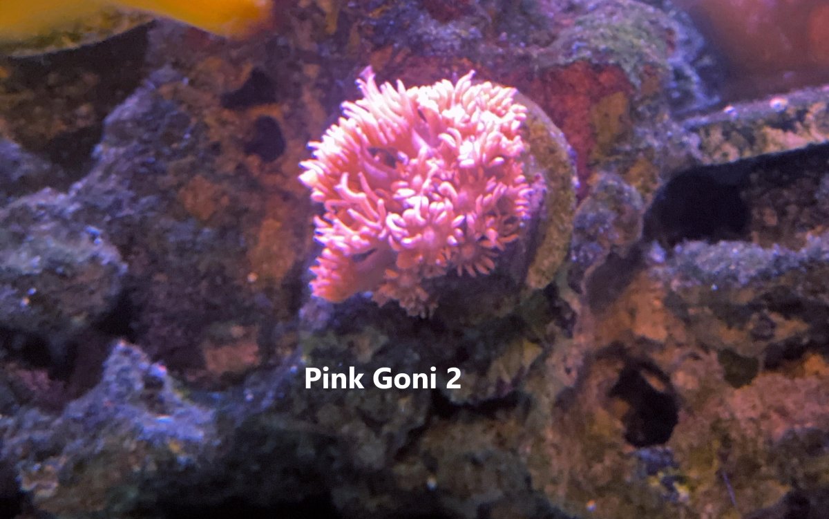 Pink Goni 2.jpg