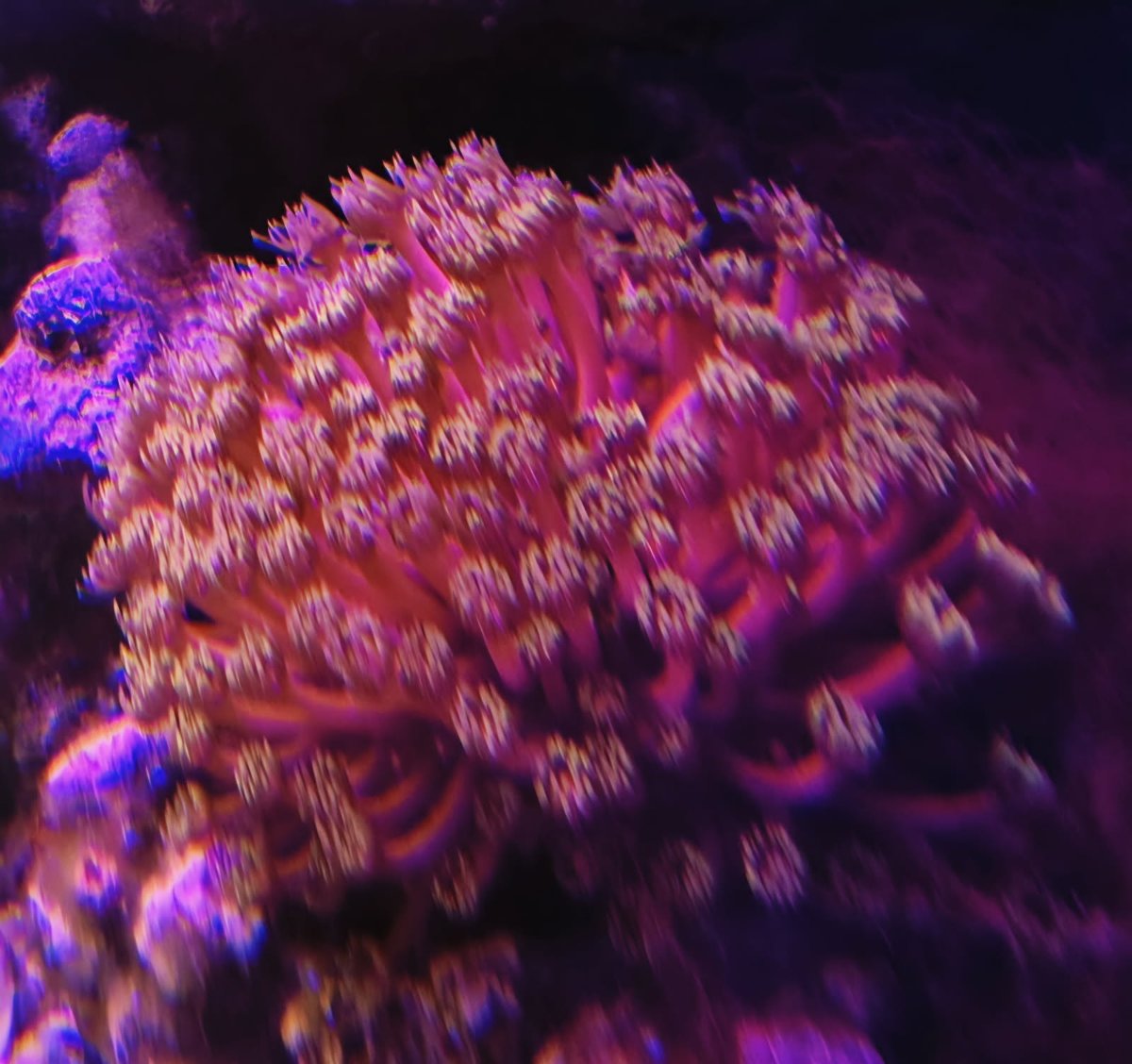 pink goni.jpg