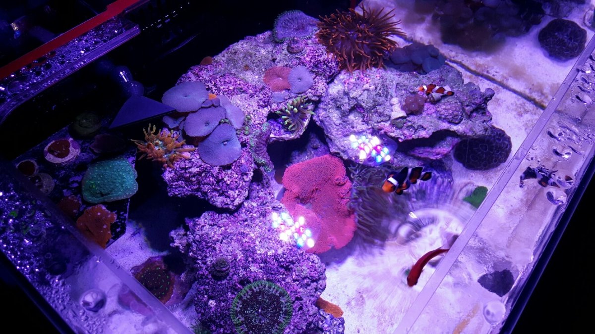 pink haddoni.jpg