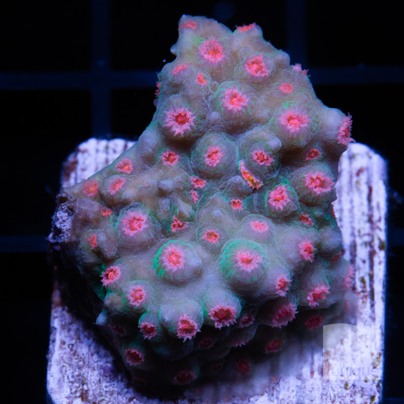 Pink polyps Cyphastrea 46 28.jpg