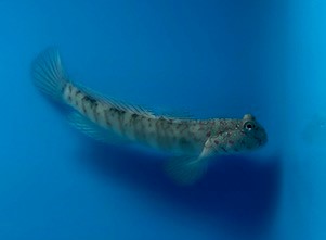 Pink Spotted Goby2.jpg