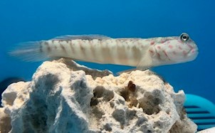 Pink Spotted Goby3.jpg