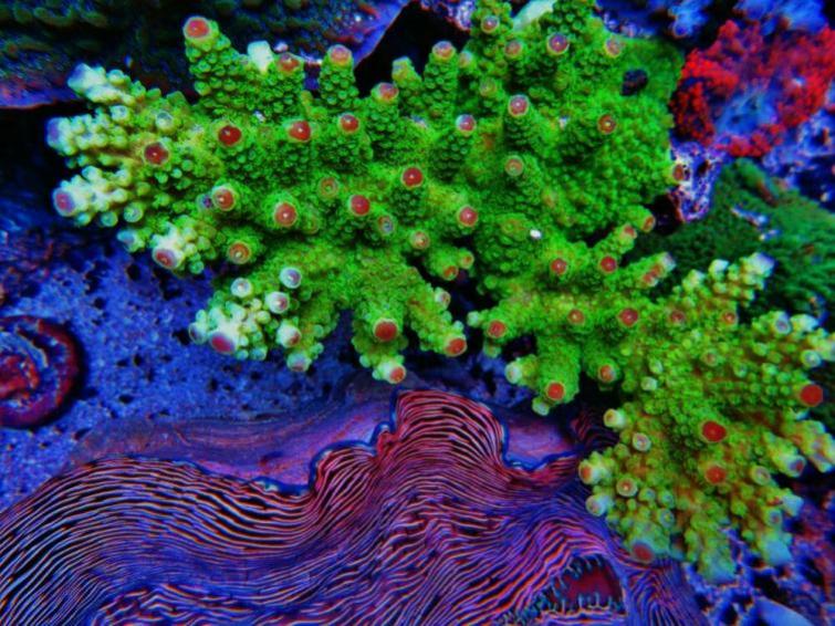Many SPS frags available! | REEF2REEF Saltwater and Reef Aquarium Forum
