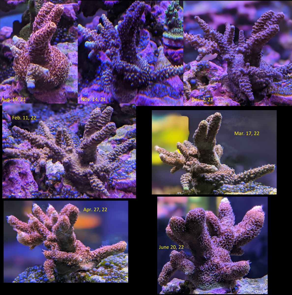 PinkSlippers_Compilation_6-20-22.png