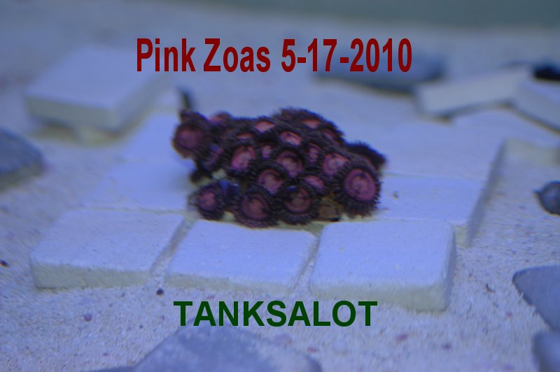 PinkZoas5-17-2010.jpg