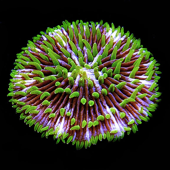 Pinwheel Plate Fungia Coral.jpg