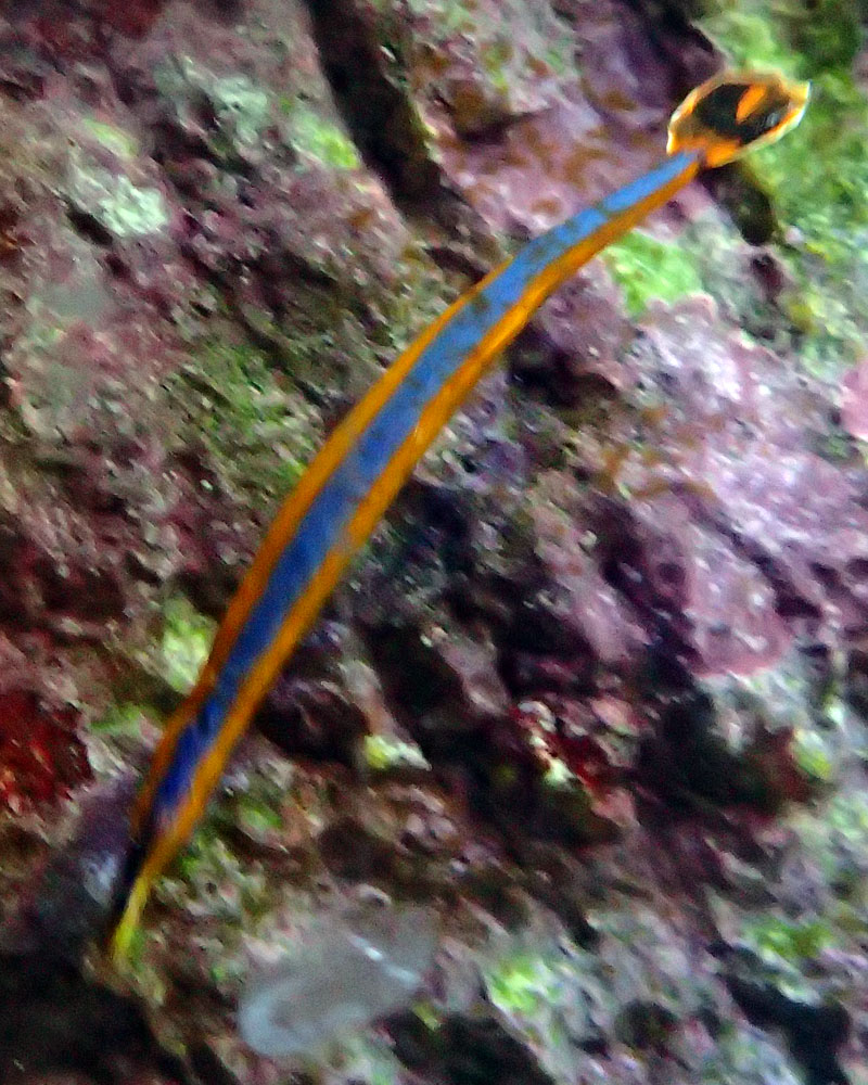 pipe-1.jpg
