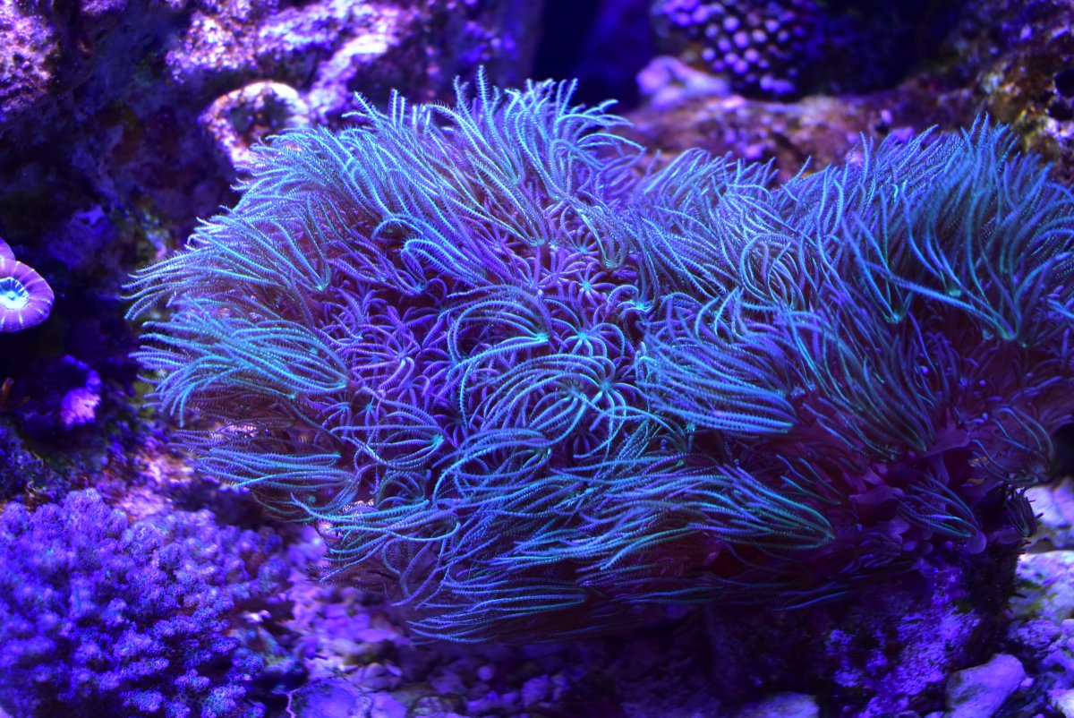 Pipe Coral.JPG