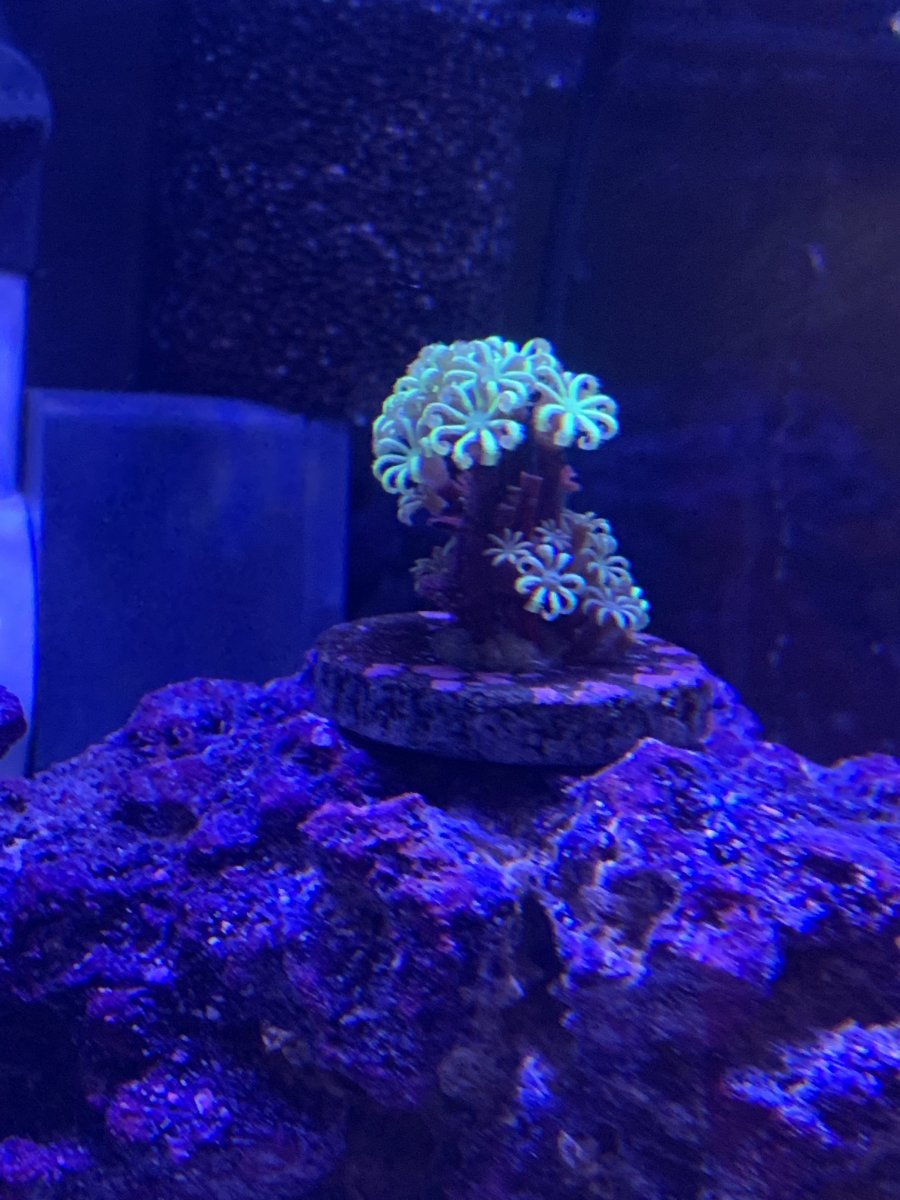 Pipe Organ Coral.jpg