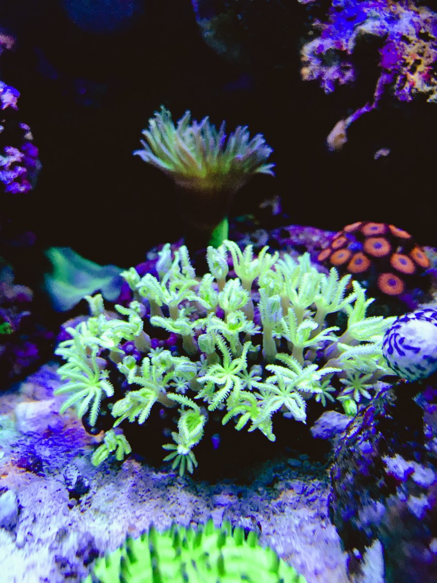 Pipe Organ Coral.jpg