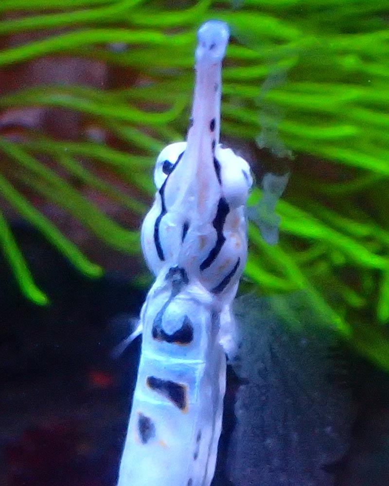pipefish-1.jpg