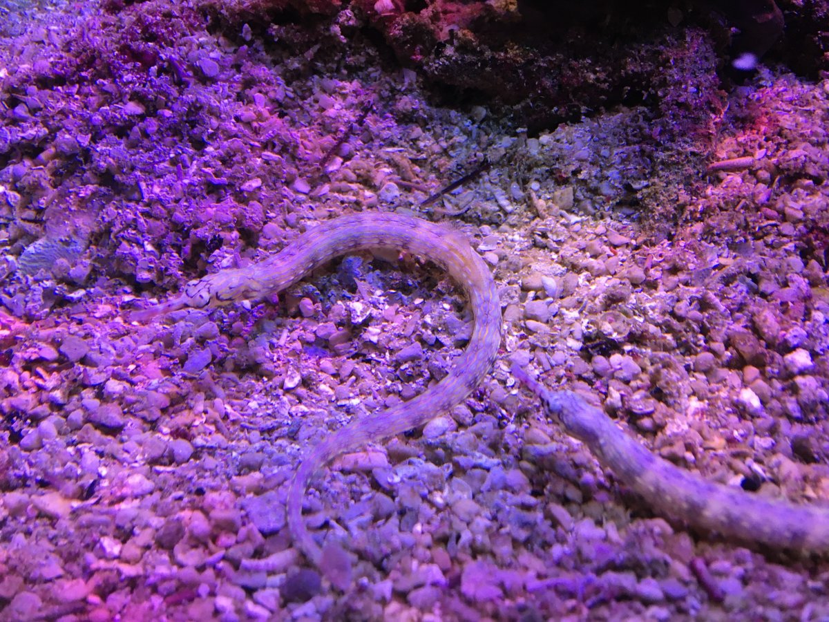 Pipefish (2).JPG