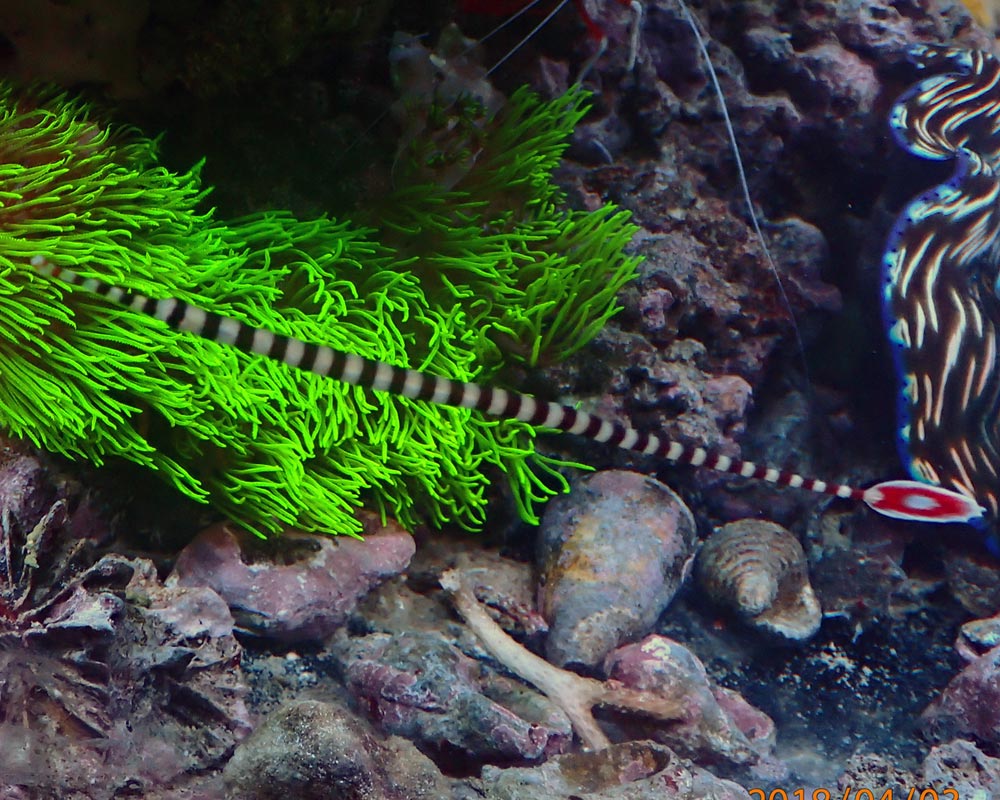 pipefish.jpg