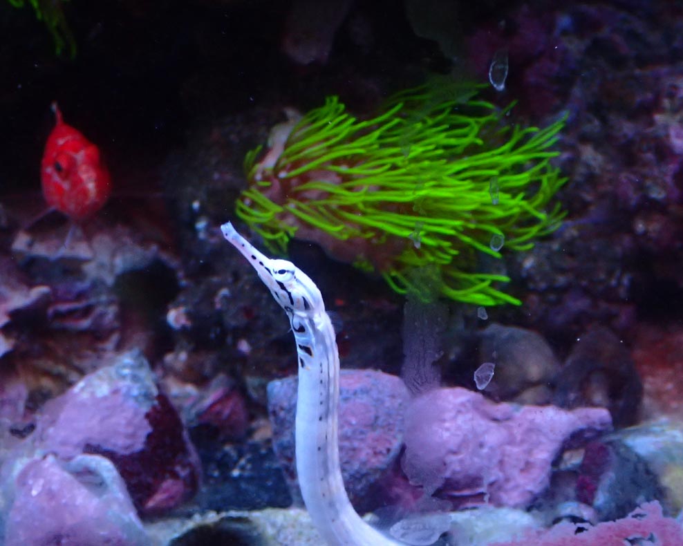 pipefishh-3.jpg