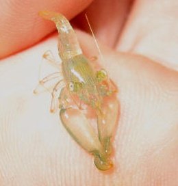 pistolshrimpHH0525a-01.jpeg