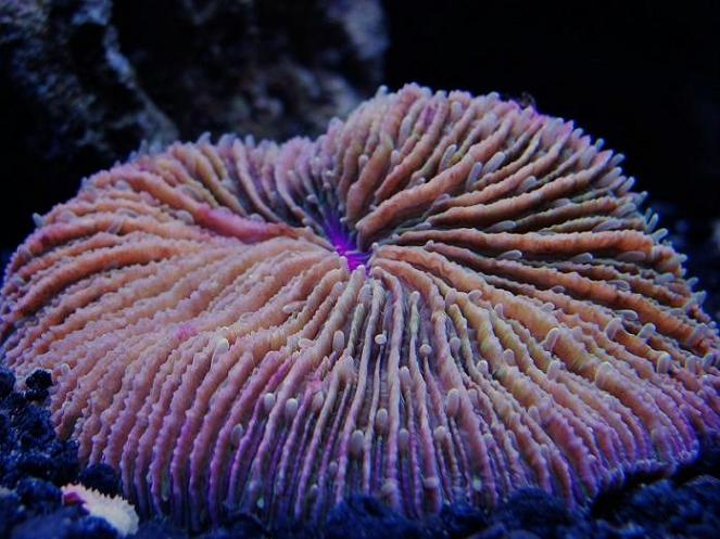 plate coral 1.JPG