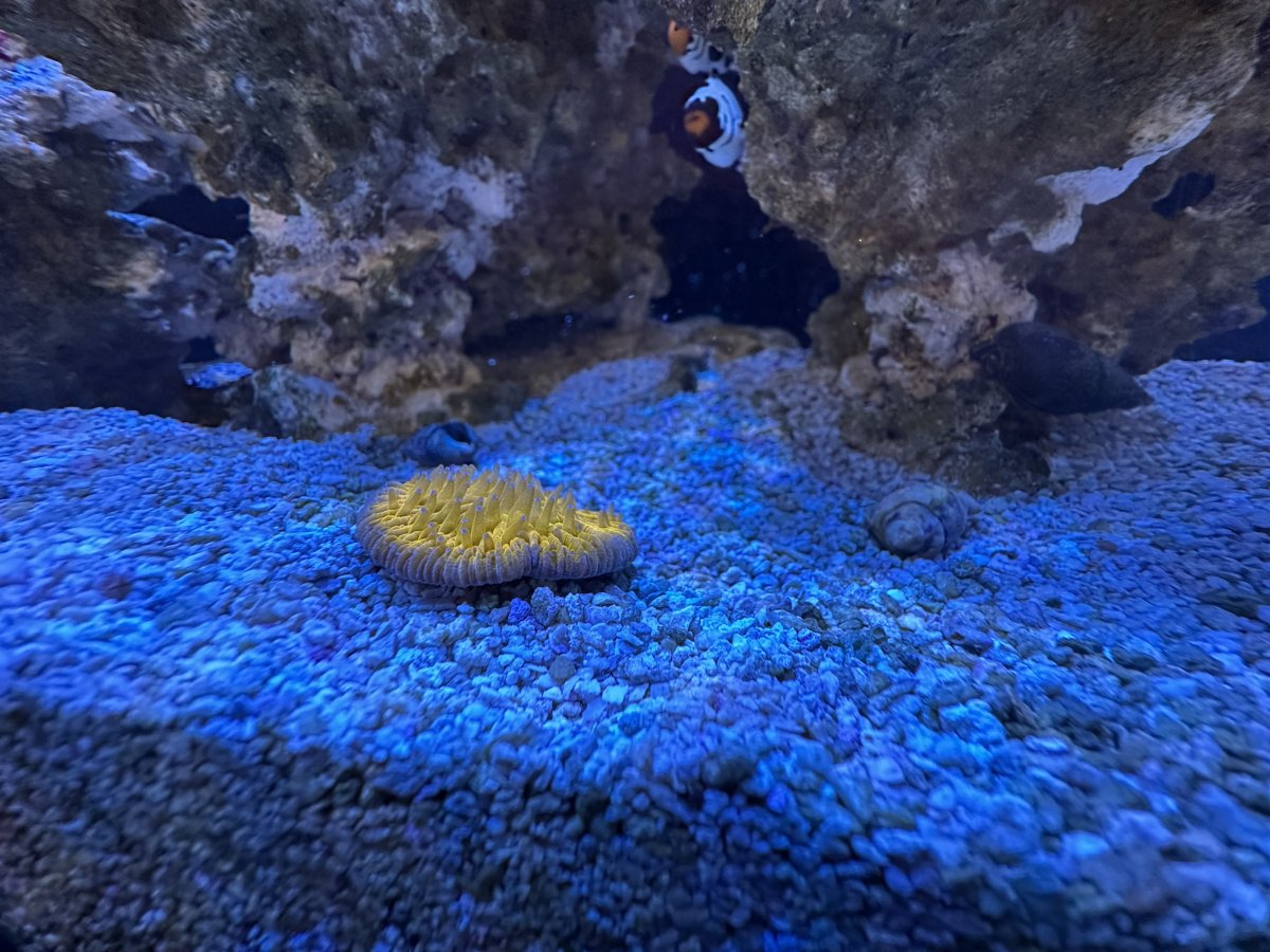 Plate Coral.jpeg