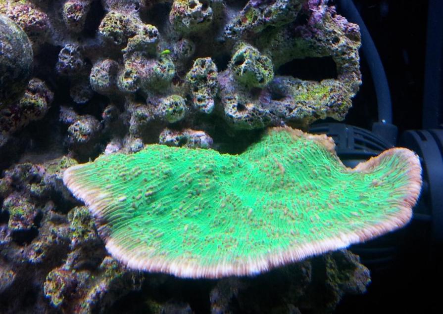 Plate Coral.jpg
