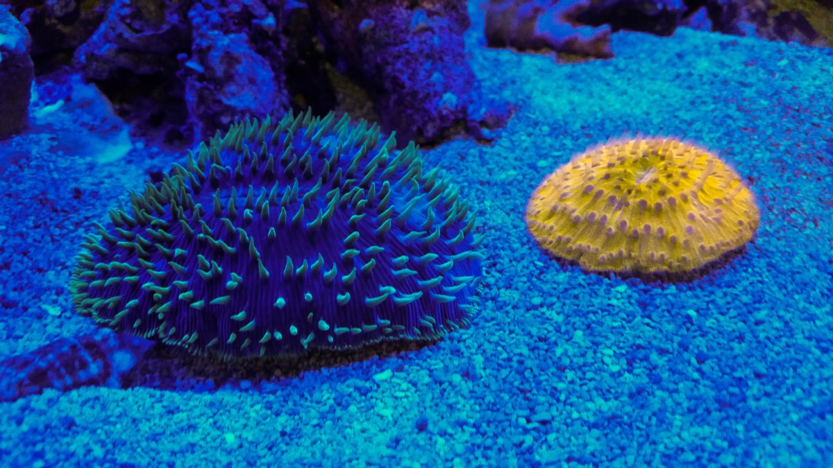 Plate corals (1 of 1).jpg