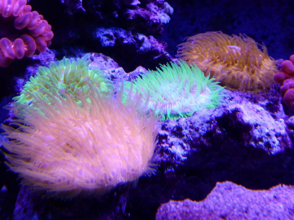 Plate corals all.jpg