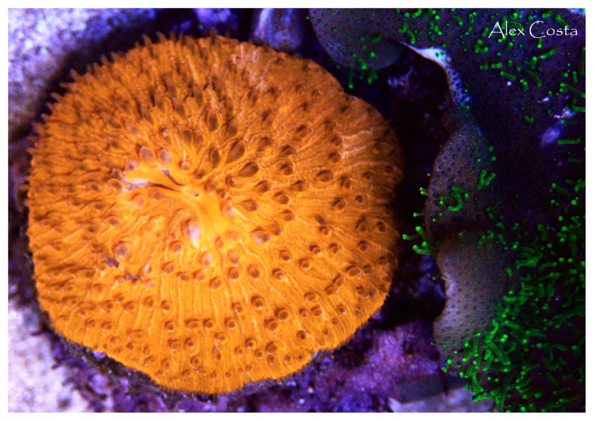 plate-orange2.jpg
