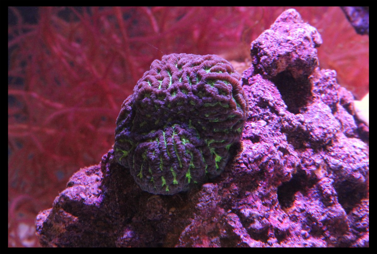 Platygyra aka (maze brain coral) 1.jpg