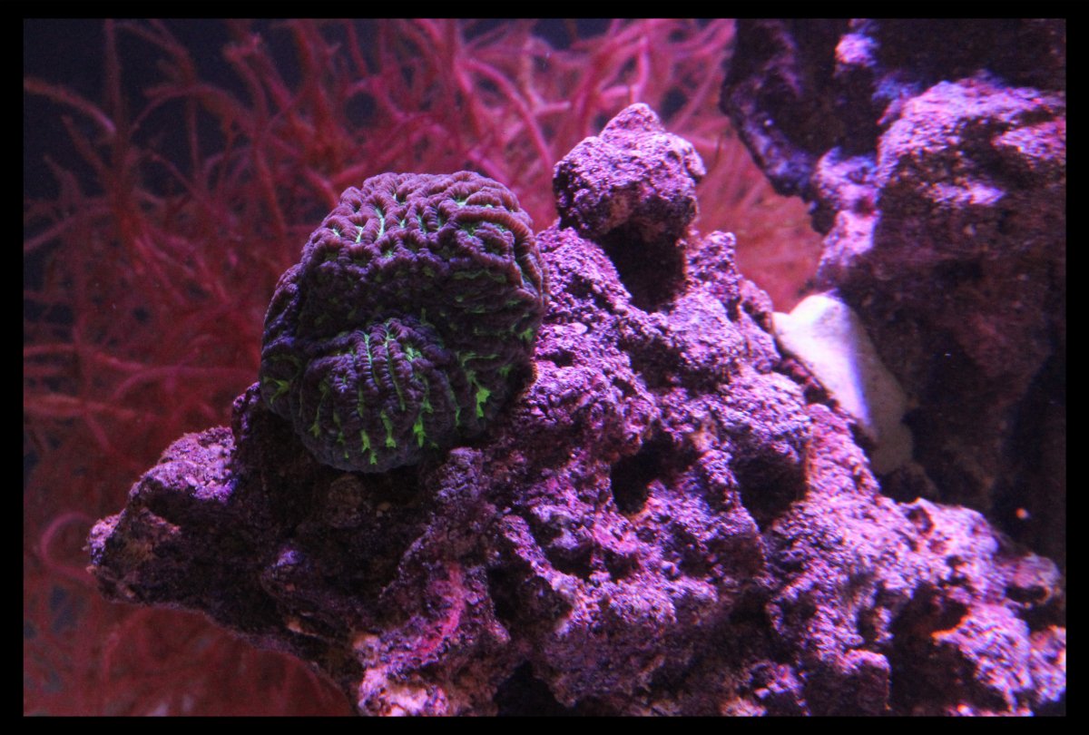 Platygyra aka (maze brain coral) 2.jpg