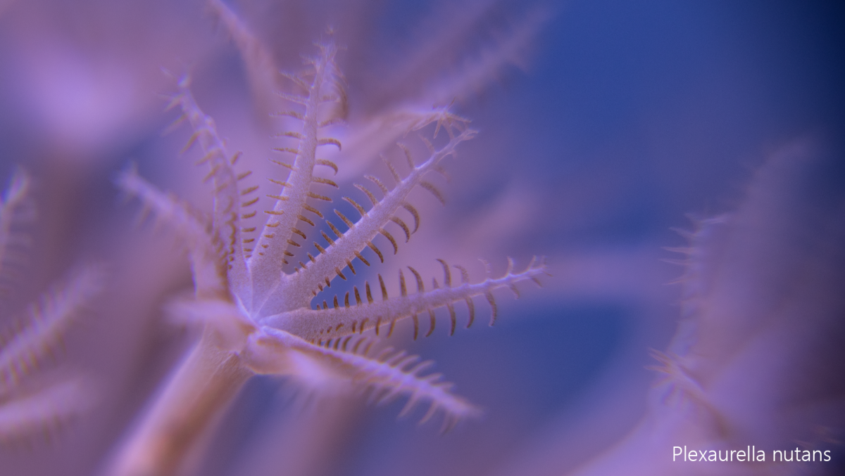 Plexaurella-nutans2.png