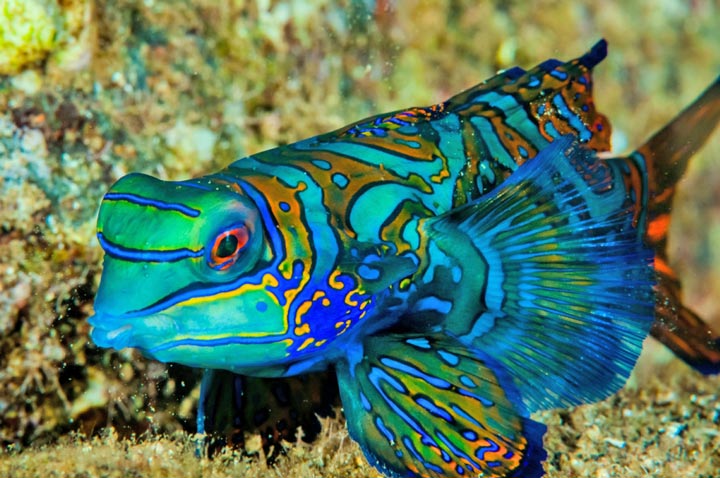 plugon-mandarin-dragonet-fish.jpg