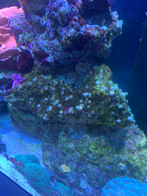 Poc.png
