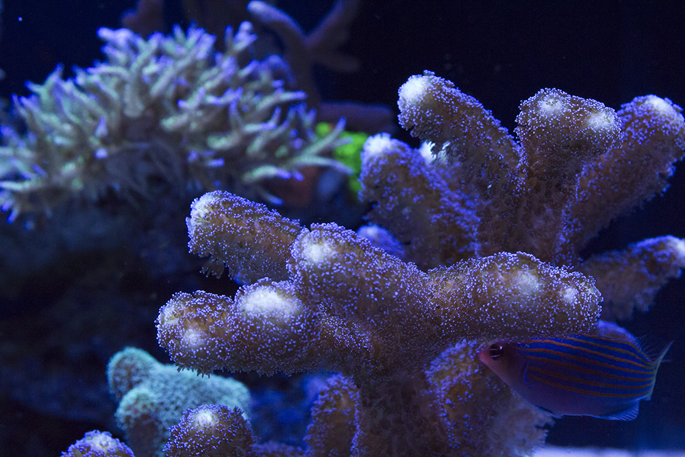 pocillapora.jpg