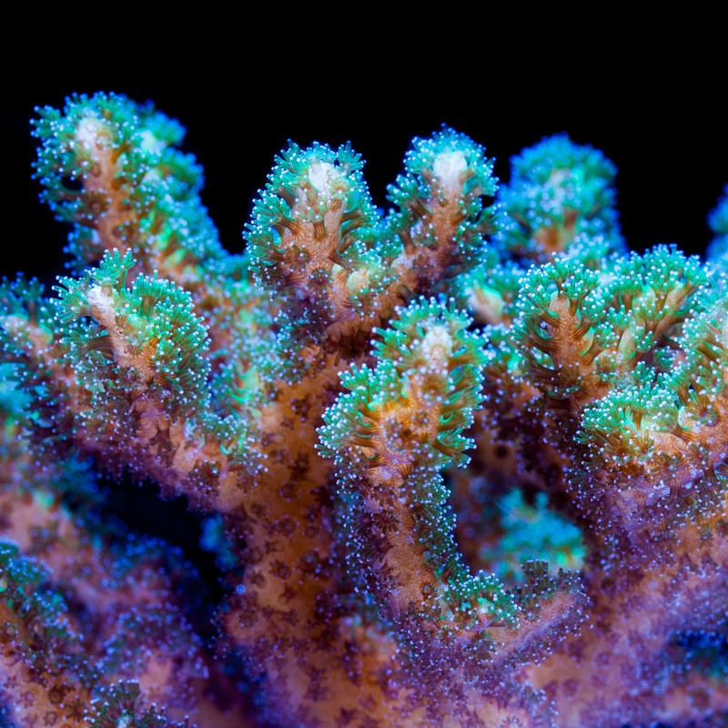 pocillopora.jpg