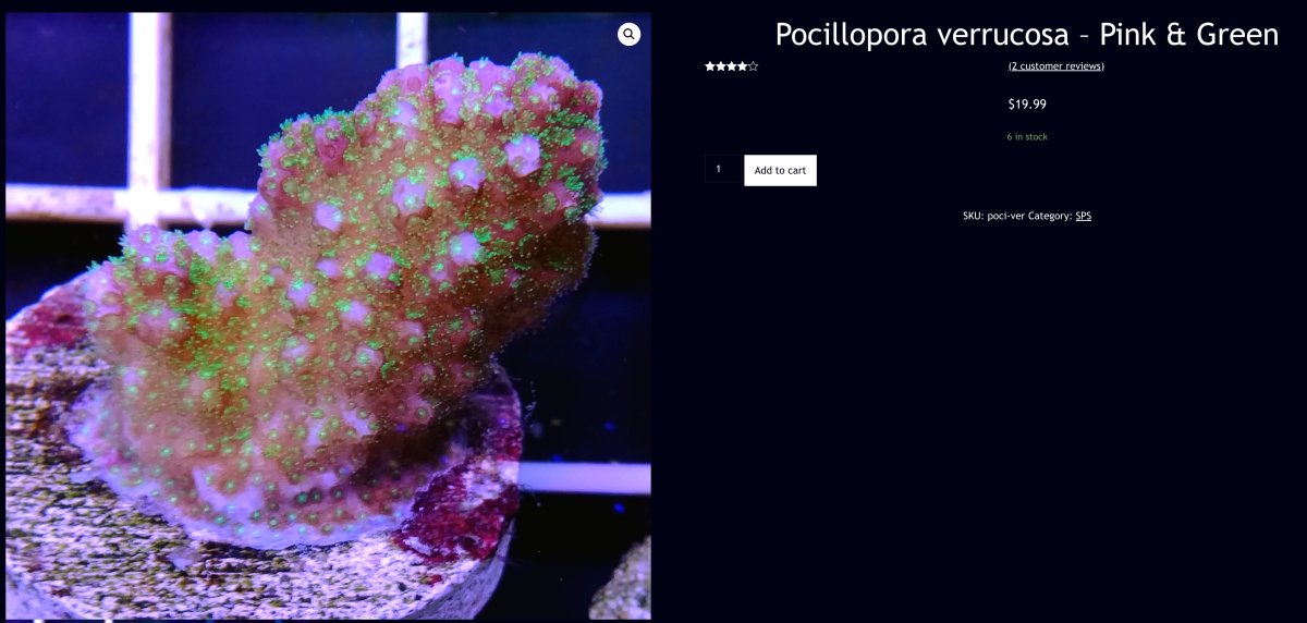 Pocillopora_verrucosa_–_Pink___Green_–_Orchard_Reef_Coral_Farm.jpg