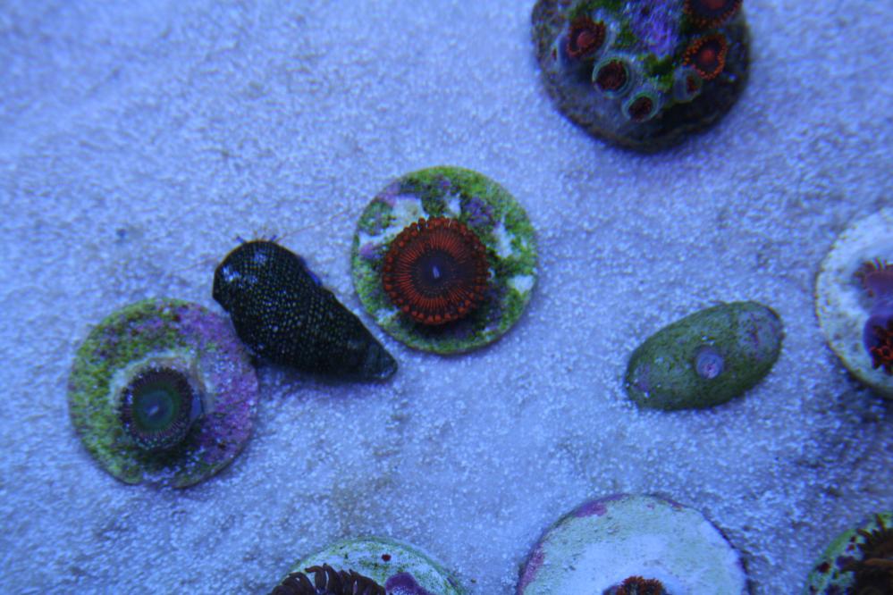 PolyChromatic Pictures | Page 2 | Reef2Reef
