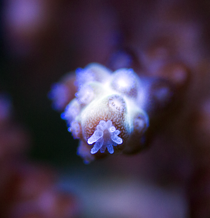 Polyp.png