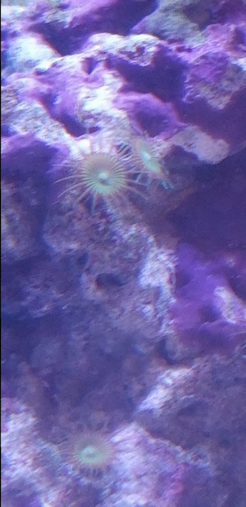 polyp1.jpg