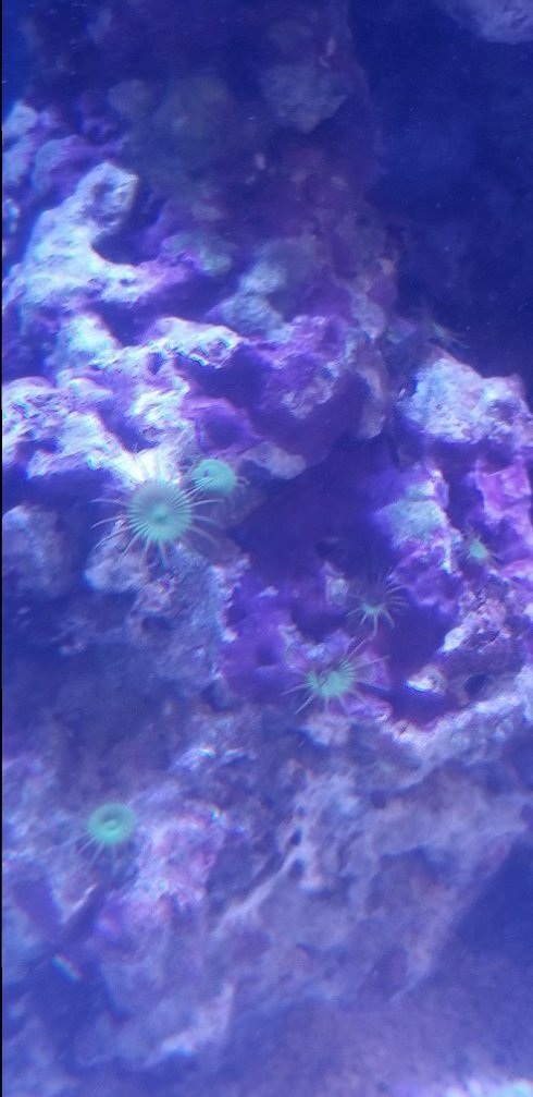 polyp2.jpg