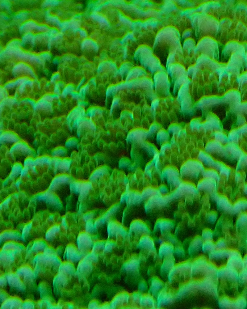 polyps.jpg