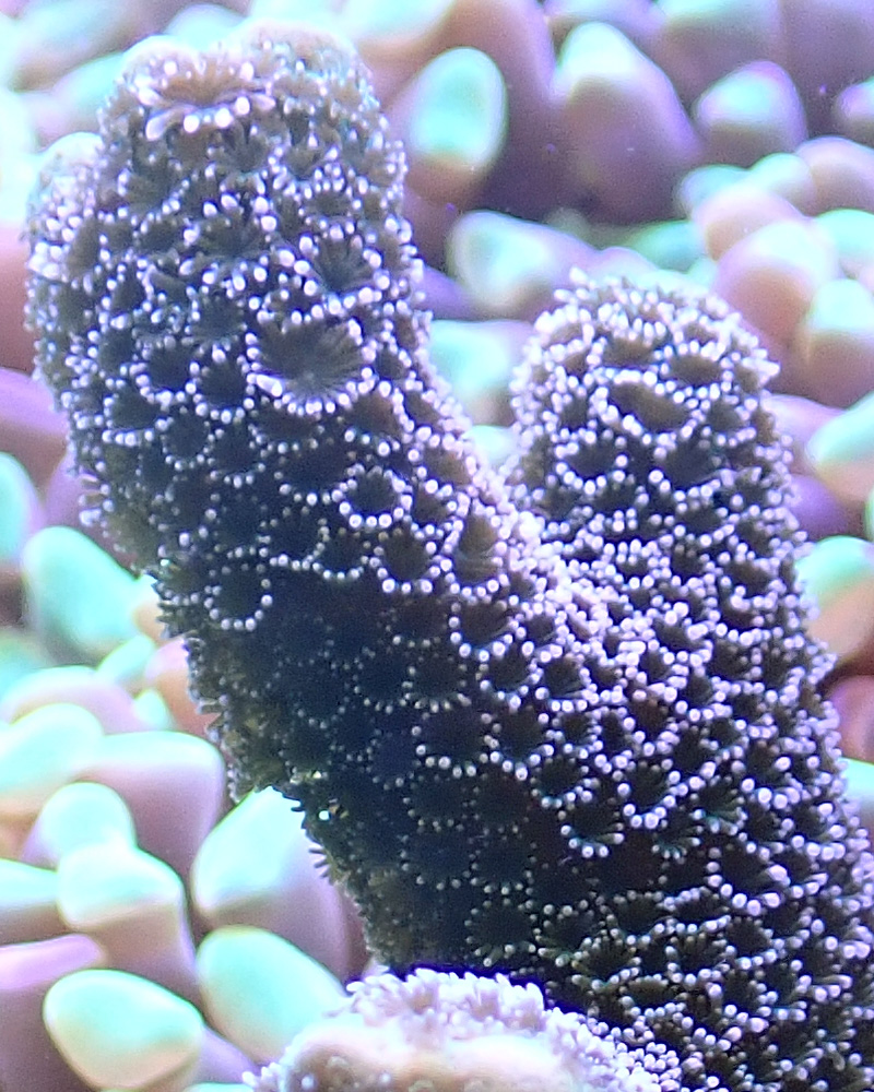 polyps.jpg