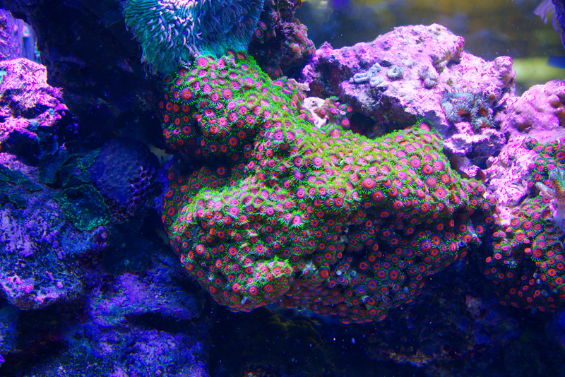 Polyps.jpg