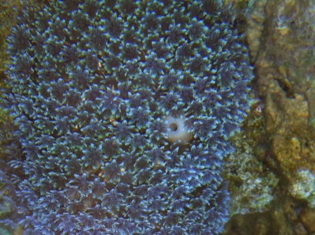 Polyps.jpg