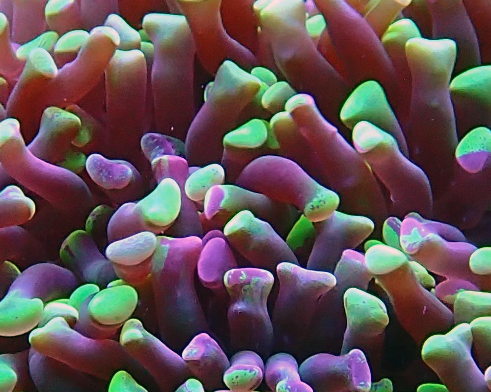 polyps.jpg