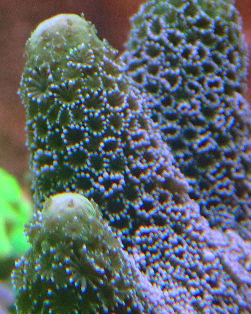 polyps1.jpg