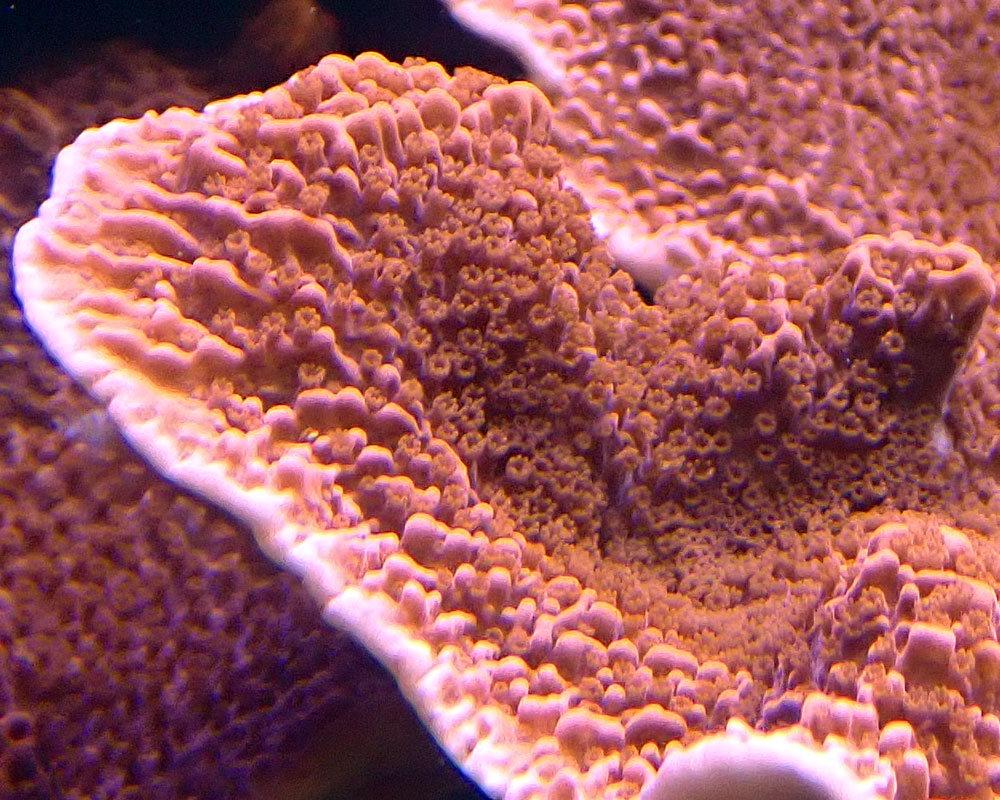 polyps2.jpg